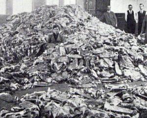 250,000 rabbit skins bought from trappers in one fortnight by Dunedin furriers J.K. Mooney and Co...