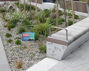 A rain garden in George St, Dunedin. PHOTO: LINDA ROBERTSON