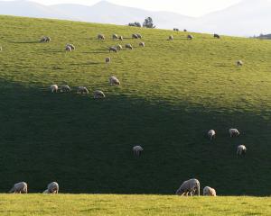 A wool working group says an increasing shift to using natural and environmentally sustainable...