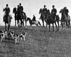 Horses and hounds on their way to an Otago Hunt Club meet. — Otago Witness, 26.8.1924 