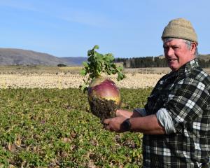 Burnbrae owner Tom Waldron displays a swede which helped win the supreme dryland prize in the...