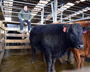 Southland farmer Graeme Dodd and his 18-month-old Charolais and Belgian blue cross heifer (left)...