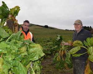 Glenside Simmentals owner Garry McCorkindale (right) and manager Daniel Wark load a ute with...