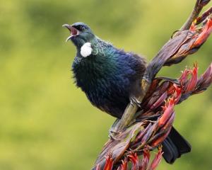 Tūī. Photo: Paul Sorrell