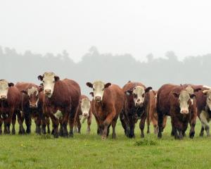 Beef cattle graze beside Nolan Rd  in Okura in South Westland. Photo: Stephen Jaquiery.