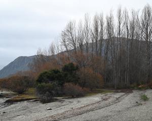 Poplar trees near the shoreline of Lake Wānaka at Beacon Point, as they appeared last week before...