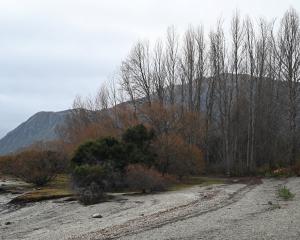 Dead poplar trees near the shoreline of Lake Wanaka will be felled next week. PHOTO: REGAN HARRIS