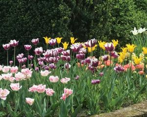 Popular spring bulbs tend to sell out quickly, so buy them as soon as they appear in garden...