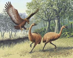 A Haast’s eagle attacking moa. Illustration: John Megahan