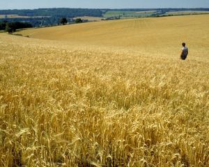 Temperatures in the 30’s and 42 days without rain in November and December took its toll on grain...