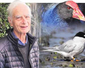 Rod Biss’ music has been inspired by birds such as the cheeky pukeko or the plight of the fairy...