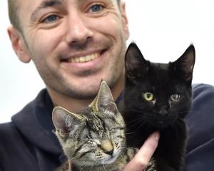 Blind tabby Tabitha with her seeing-eye cat Hope and Dunedin SPCA feline team leader Robbie...