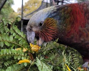 A 26-year-old South Island kākā, recently shifted from Te Anau to Dunedin, is at the centre of...