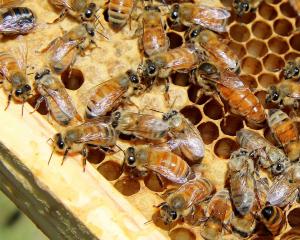 The queen bee (right of centre) spends much of her time examining cells through the colony among...