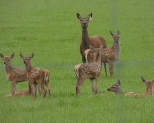 The Deer Industry Conference will be hosted in Ashburton instead of Napier to take the pressure...