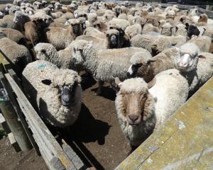 The Mid-Canterbury branch of the Black and Coloured Sheep Breeders is holding an open day in...