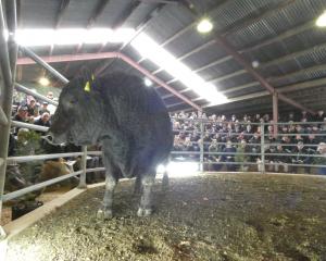 Stern 712 sold for $42,000 to top the Stern Angus sale in South Canterbury, going to Dandaloo...