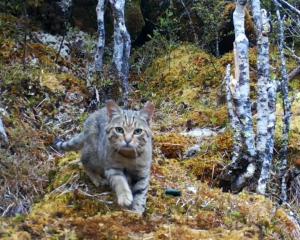 Feral cats are kea killers, particularly east of the Southern Alps divide. PHOTO: DOC
