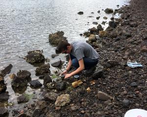 University of Otago zoology masters graduate, Fletcher Munsterman, searches for microplastics on...