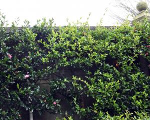 Camellia sasanqua hybrids grow in front of a wall at the Dunedin Botanic Garden. PHOTO: LINDA...