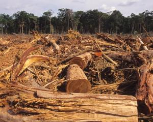 "Significant amounts" of viscose come from endangered forests in Brazil, Canada and Indonesia —...