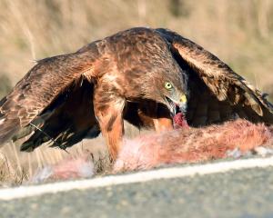 An adult Australasian harrier (kahu) feeds on a hare in State Highway 87 at Kokonga, near...