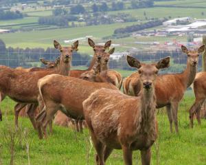 AgResearch has denied its relationship with the deer industry has deteriorated. PHOTO: ALLIED...