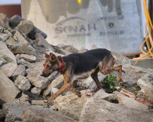 Duke is also adept at using his nose to find victims trapped under rubble. PHOTO: JOHN COSGROVE