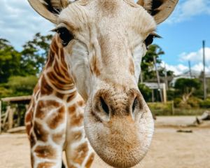 Jabali the giraffe at 10 months old. Photo: Supplied / Auckland Zoo