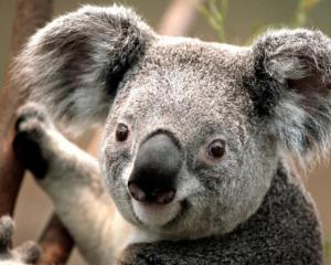Queensland, South Australia and Western Australia are the only states to allow koala holding....