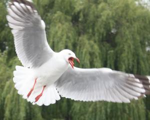 The Waitaki District Council is hoping to keep the number of seagull nests in Oamaru’s CBD as low...