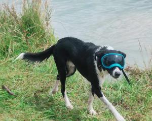 Two-year-old border collie Blaze loves to go for a swim in summer. PHOTO: CHARLOTTE HARRIS