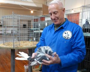 Don Barclay, of Lower Hutt, judges a Jacobin pigeon at the Oamaru Poultry, Pigeon and Canary...