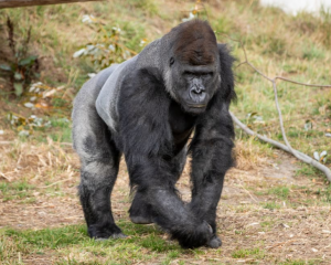 A gorilla at Orana Wildlife Park. File photo: RNZ