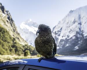 The Department of Conservation  wants more care taken by drivers in the wake of  recent kea...