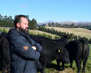 Bidr Lower South Island territory manager Sam Murphy inspects Angus bulls at a sale in North...