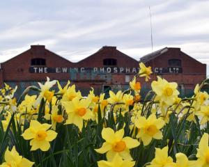 Daffodils are being planted at Queen’s Park in the Memory Lane area. PHOTO: Files