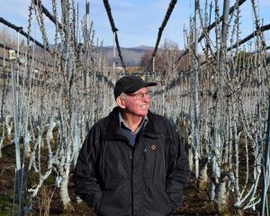 Cherry growing adviser Earnscy Weaver has installed an upright fruiting offshoot system in his...