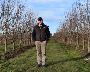 3 Kings Cherries co-owner Tim Paulin has used a conventional planting system in his new orchard...