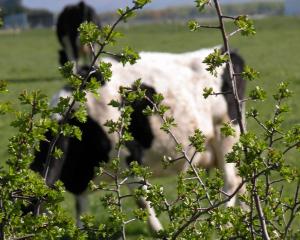 The dairy industry is looking at ways of mitigating dairy cows' greenhouse gas production. Photo:...