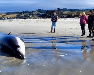 Acknowledging the arrival of an extremely rare [deceased] spade-toothed whale at Taieri Mouth...