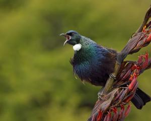 The New Zealand Garden Bird Survey wants to hear your citizen science data. PHOTO: NEAL MCLANACHAN