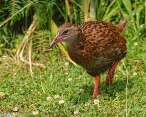 The flightless weka, once widespread, is now protected on the mainland. File photo