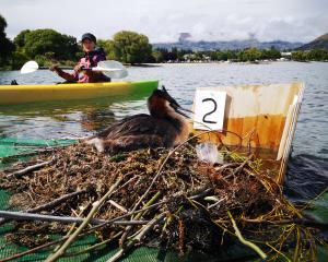 Lake Wānaka Grebe Project volunteer Lily Brown, 13, kayaks near the nest of an Australasian...