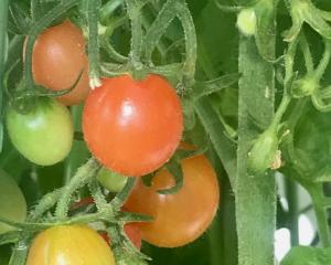 Potted tomatoes thrive on the front porch. The seed was just scattered in the pots.