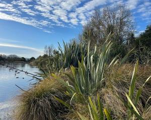 Photo: Waimakariri Biodiversity Trust