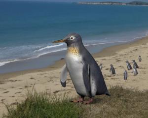 A reconstruction of the Pakudyptes hakataramea penguin, found by the late University of Otago...