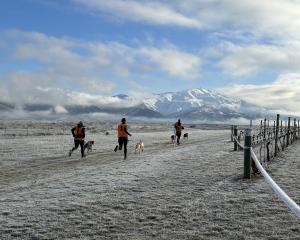 Early morning sled dog racing at McArthur Ridge vineyard was breathtaking in every sense of the...
