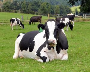 New Zealand animals graze over large areas outdoors - making it very difficult to get emissions...