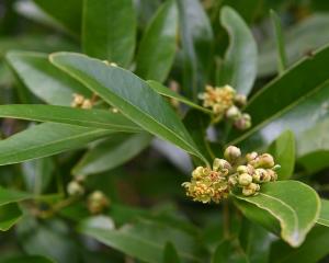 Umbellularia californica (Californian bay laurel) can be seen at the Dunedin Botanic Garden....